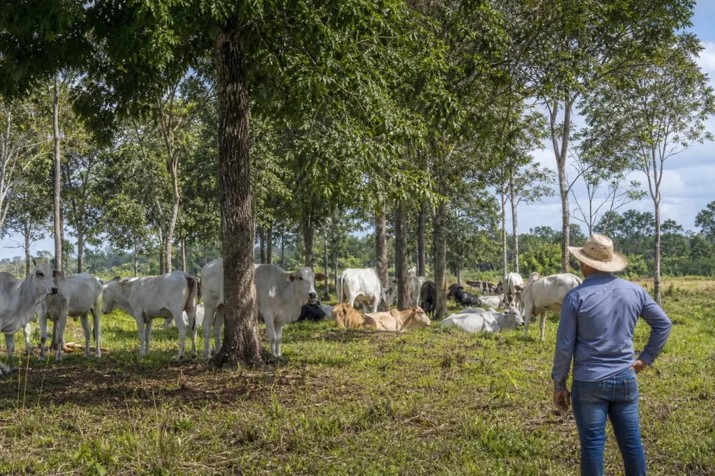 Sistemas com árvores reduzem calor do rebanho nas pastagens